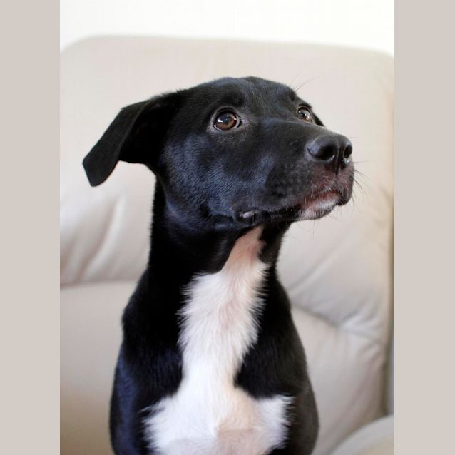 Photo of Jemima (On Trial 17/12/14)~ Rottweiler X Staffy