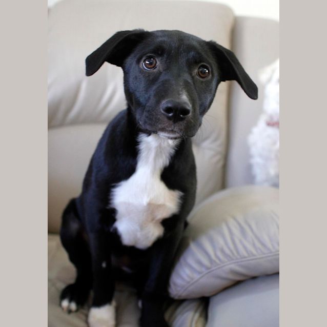 Photo of Jemima (On Trial 17/12/14)~ Rottweiler X Staffy