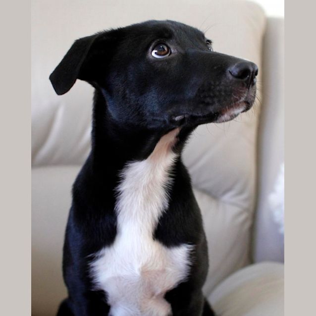 Photo of Jemima (On Trial 17/12/14)~ Rottweiler X Staffy