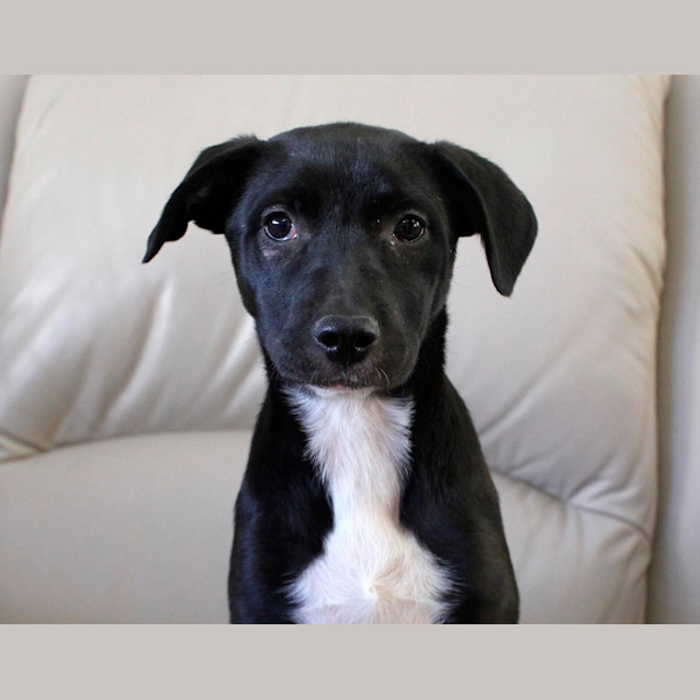 Photo of Stella (On Trial 28/11/14)~ Rottweiler X Staffy