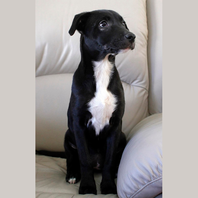 Photo of Stella (On Trial 28/11/14)~ Rottweiler X Staffy