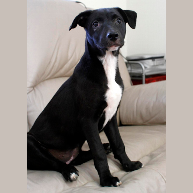 Photo of Stella (On Trial 28/11/14)~ Rottweiler X Staffy