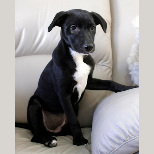 Photo of Stella (On Trial 28/11/14)~ Rottweiler X Staffy