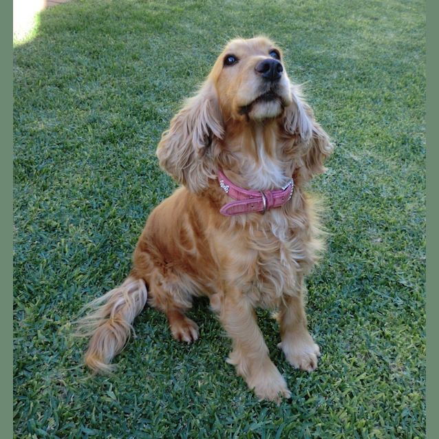 Photo of Zoey *On Trial In Her New Home*