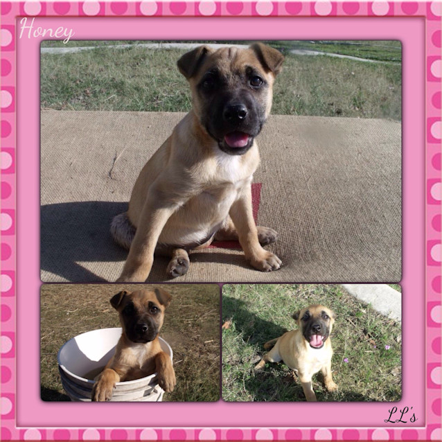Photo of Honey