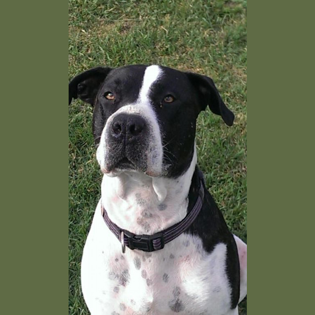 Photo of Doozie