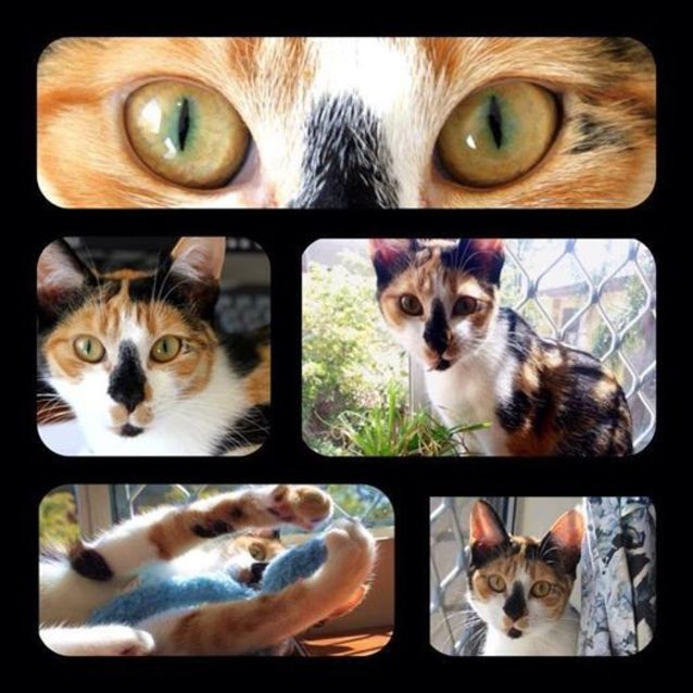 Photo of Jellybean