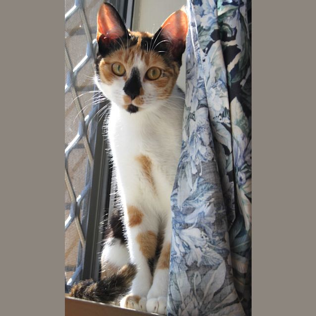 Photo of Jellybean