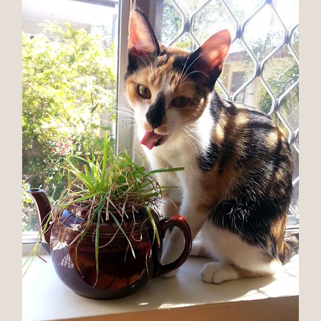 Photo of Jellybean