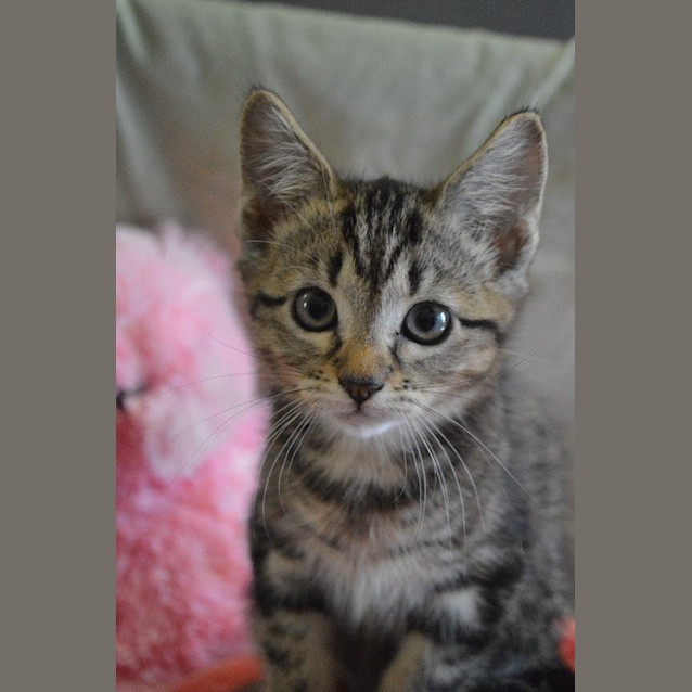 Photo of Pepsi