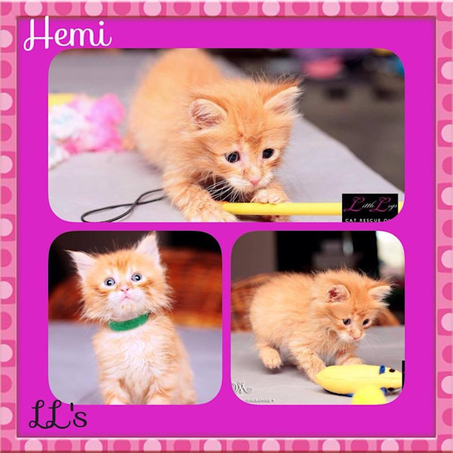 Photo of Hemi