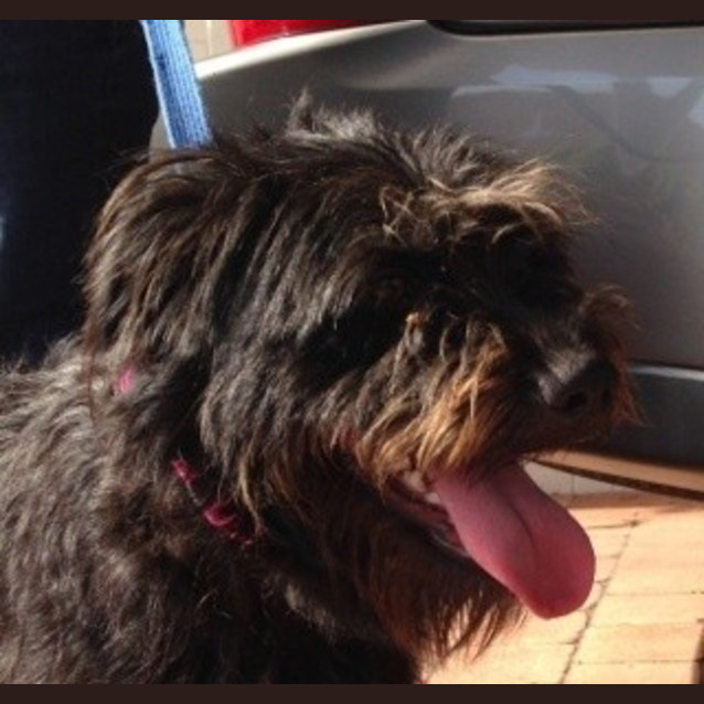 Photo of Nala ** A Real Affectionate Girl **