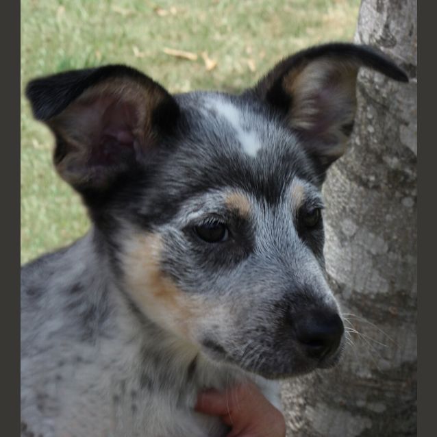 Photo of Barney