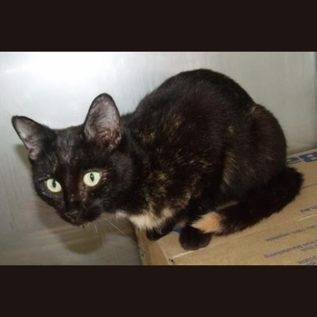 Photo of Ivy