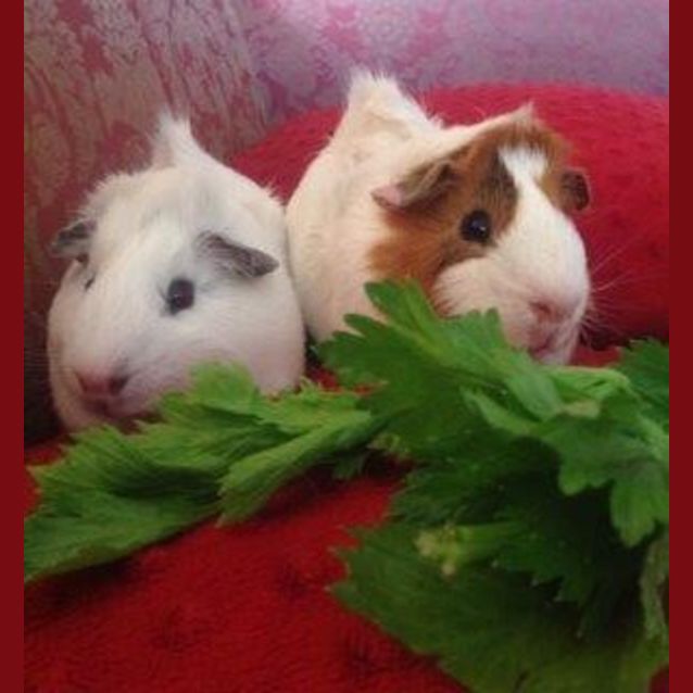 Photo of Oscar And Felix