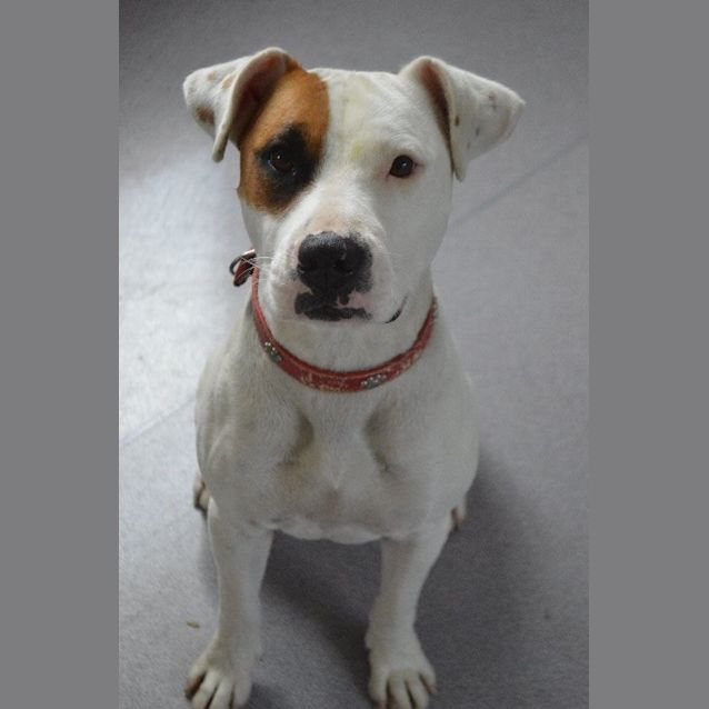 Photo of Dot