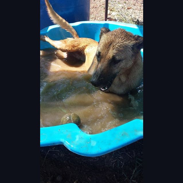 Photo of Molly Brown (At Rspca Big Adopt Day Sept 19 Bris)