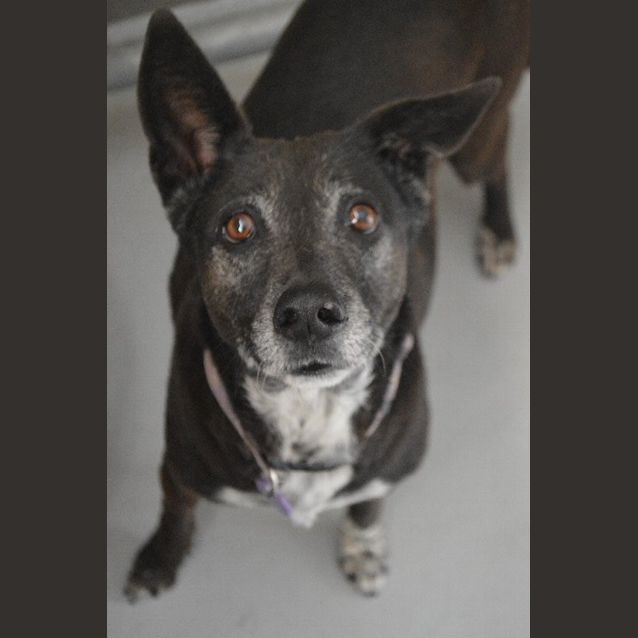 Photo of Gypsy
