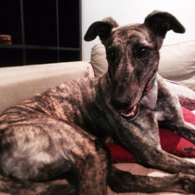 Photo of Dahlia
