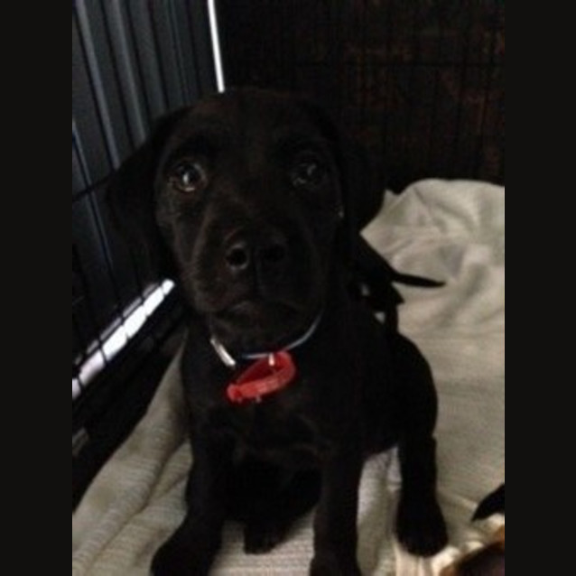 Photo of Daisy