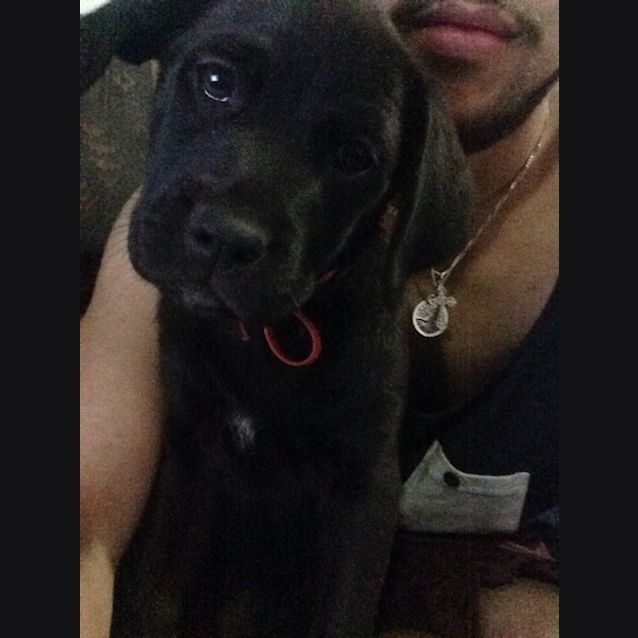 Photo of Willow