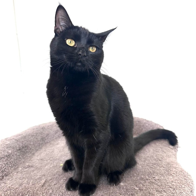 Photo of Aria   Located In Fitzroy North