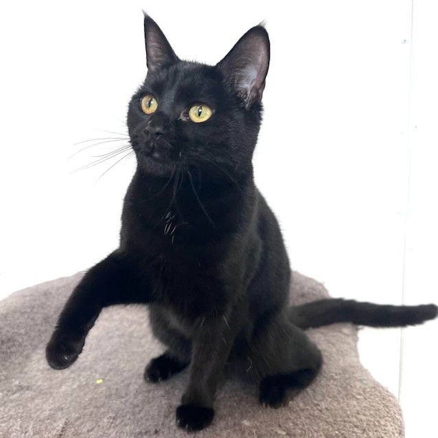 Photo of Aria   Located In Fitzroy North