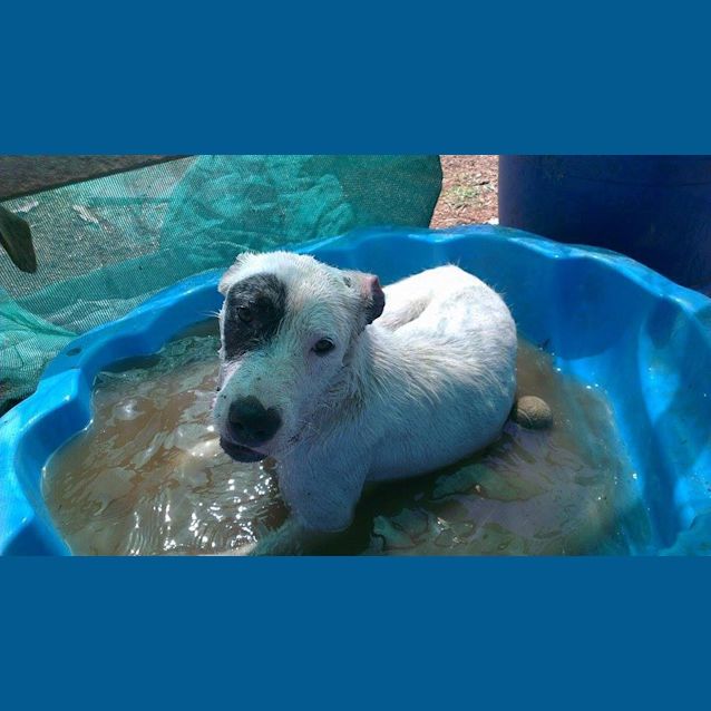 Photo of Lexi (At Rspca Big Adopt Day Sept 19 Brisbane)
