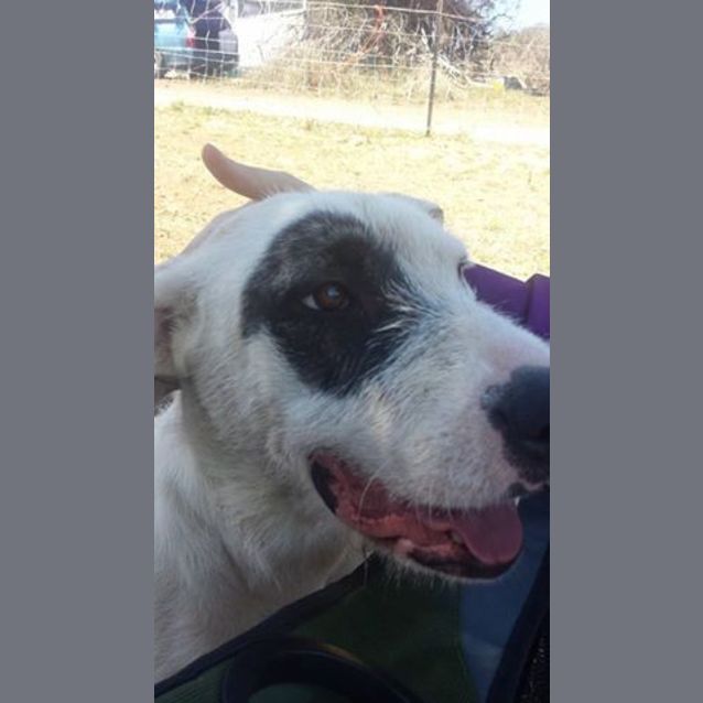 Photo of Lexi (At Rspca Big Adopt Day Sept 19 Brisbane)