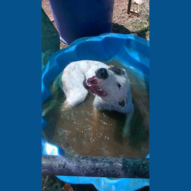 Photo of Lexi (At Rspca Big Adopt Day Sept 19 Brisbane)