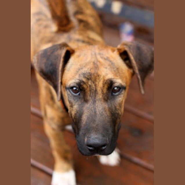 Photo of Didge