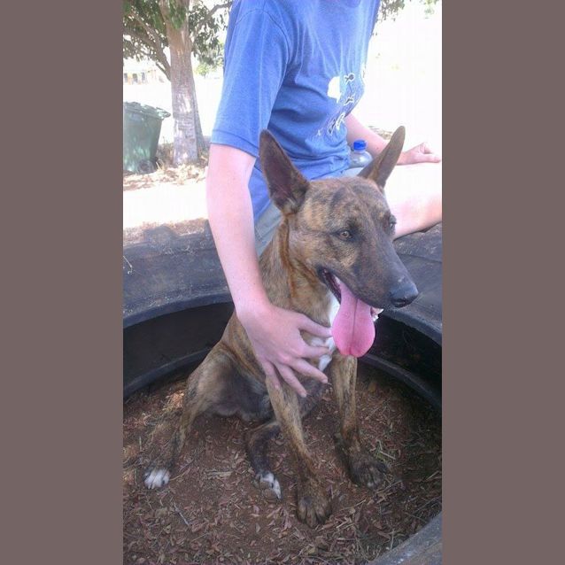 Photo of Dusty (Adoption Pending)