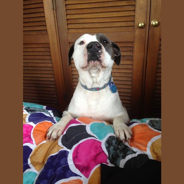 Photo of Daisy (On Trial 6/12/14)~ Purebred American Staffy