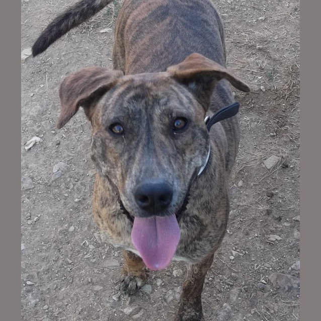Photo of Lua (Adoption Pending)