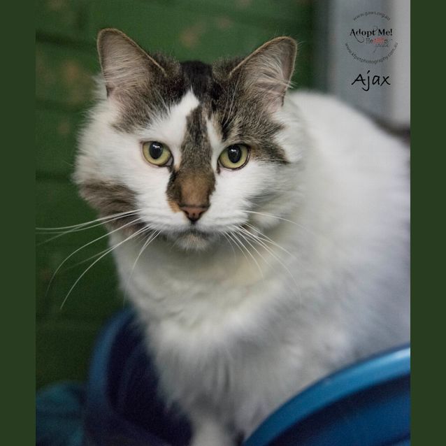 Photo of Ajax Id28349