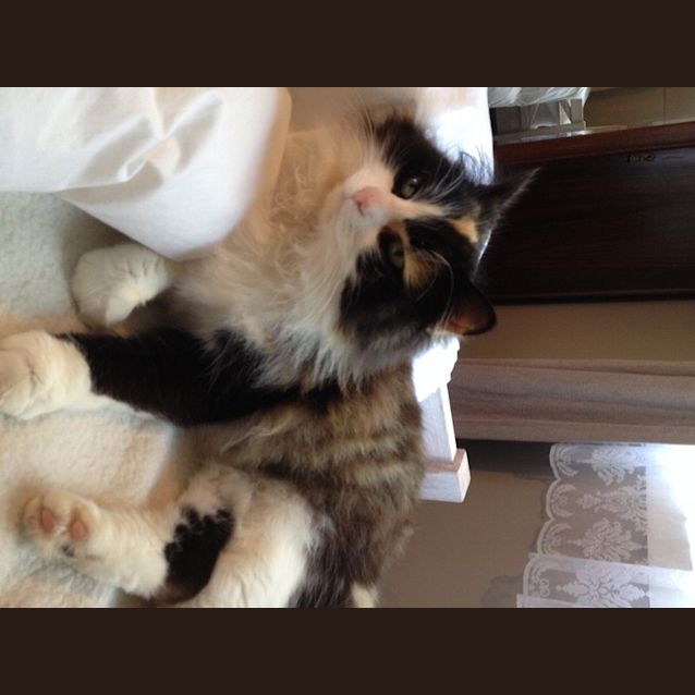 Photo of Gilly 