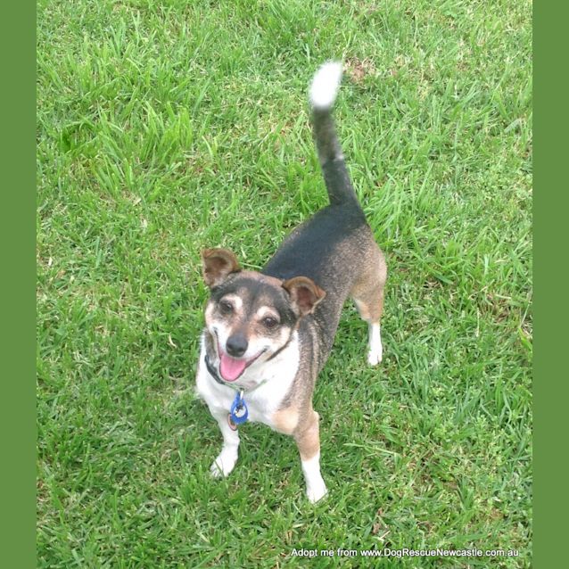 Photo of Wynnie (On Trial 6/12/14)~ Mini Foxy