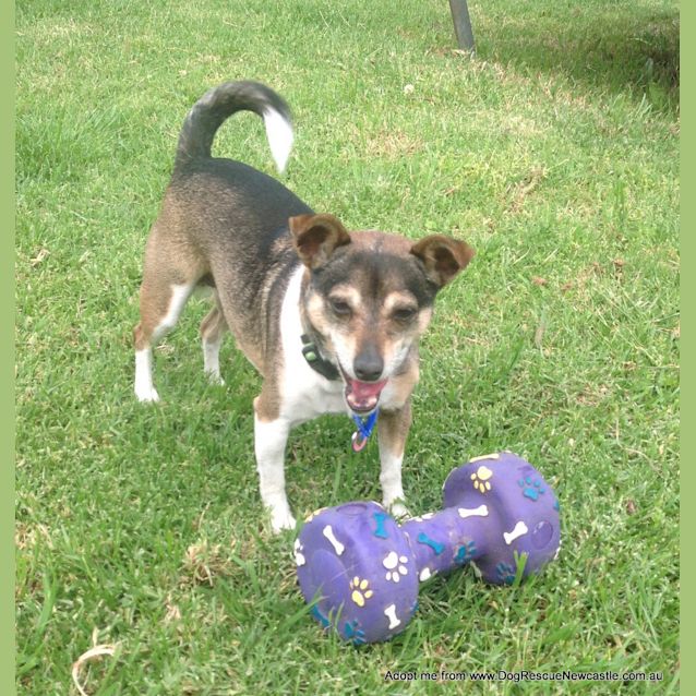 Photo of Wynnie (On Trial 6/12/14)~ Mini Foxy