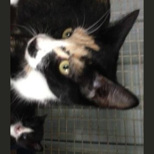 Photo of Morticia