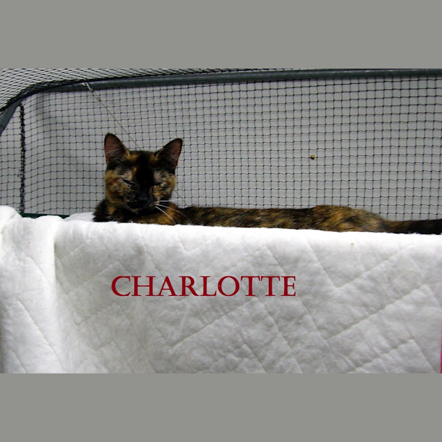 Photo of Charlotte