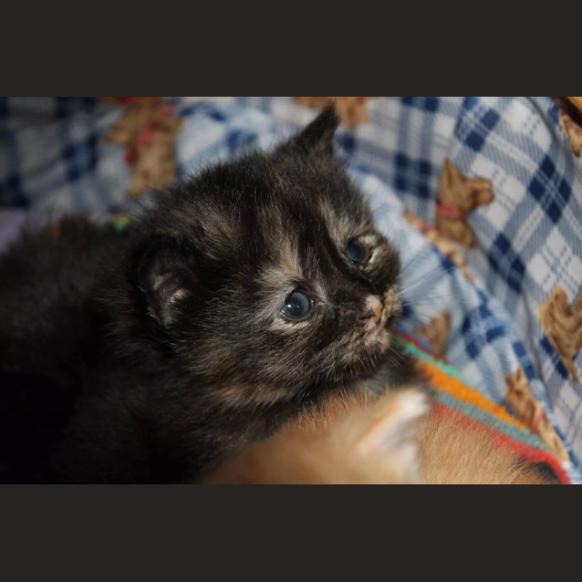 Photo of Evie