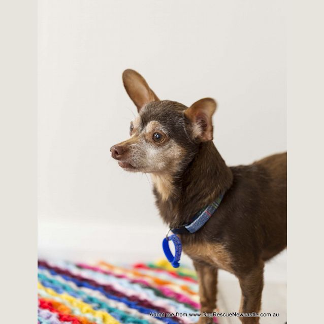 Photo of Shandi (On Trial 6/1/14) ~ Chihuahua, Senior Girl