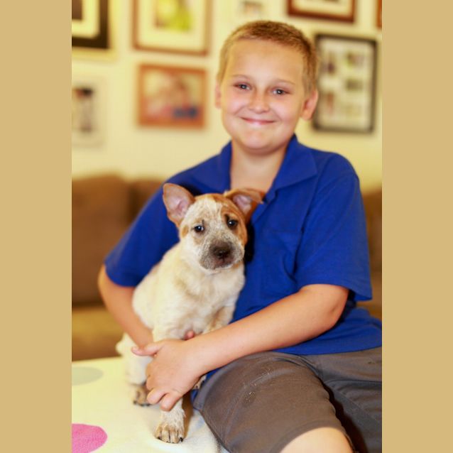 Photo of Elsa (On Trial 13/12/14) ~ Shar Pei X Cattle Puppy