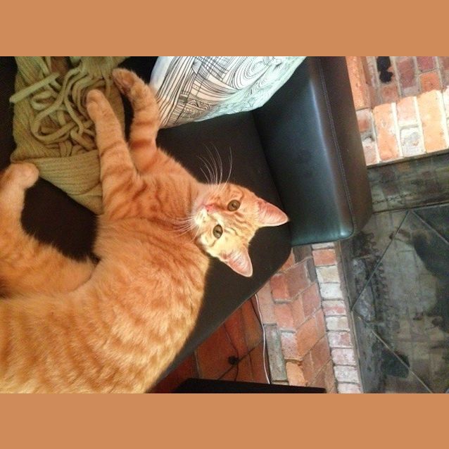 Photo of Marmalade