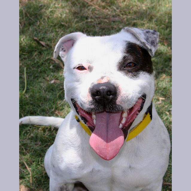Photo of Otis