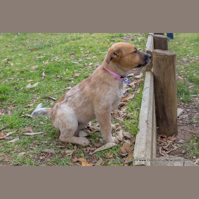 Photo of Jewel (On Trial 16/11/14)~ Red Cattle Dog Puppy