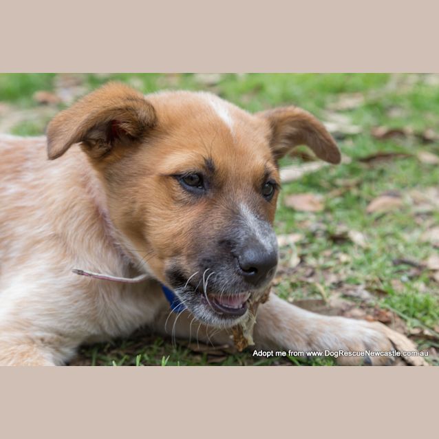 Photo of Jewel (On Trial 16/11/14)~ Red Cattle Dog Puppy