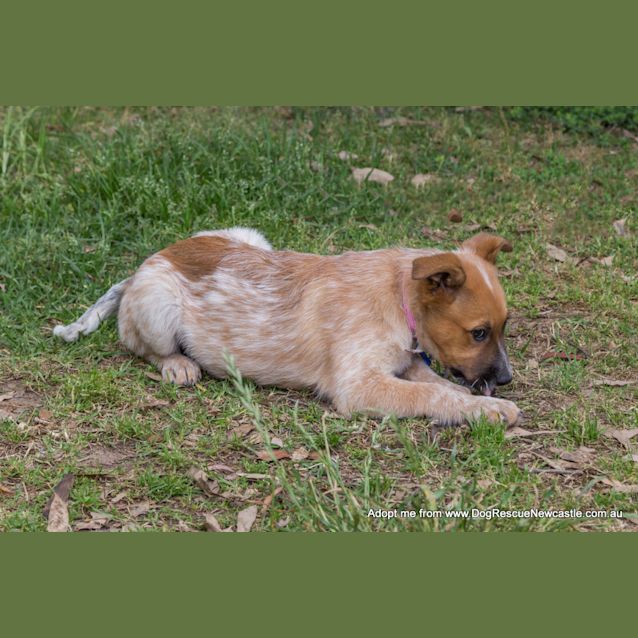 Photo of Jewel (On Trial 16/11/14)~ Red Cattle Dog Puppy