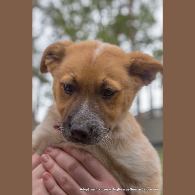 Photo of Jewel (On Trial 16/11/14)~ Red Cattle Dog Puppy