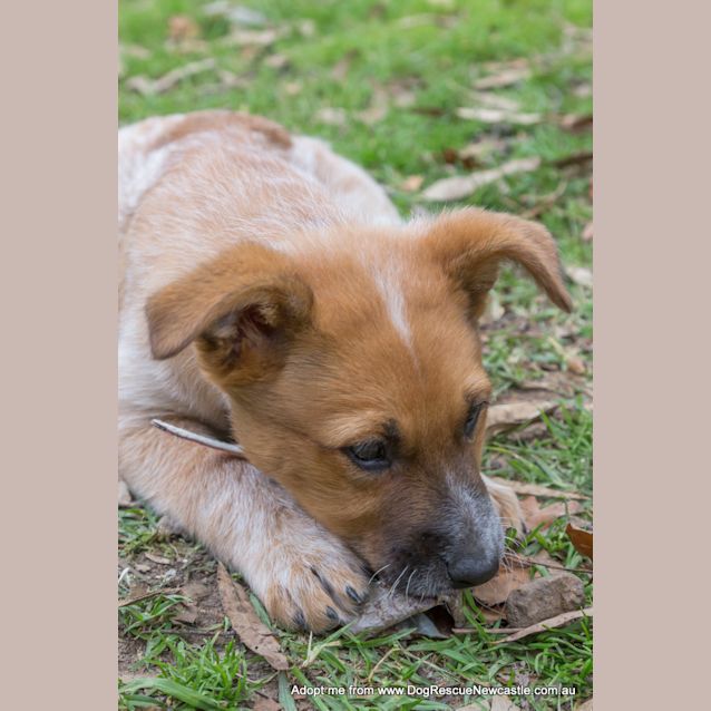 Photo of Jewel (On Trial 16/11/14)~ Red Cattle Dog Puppy